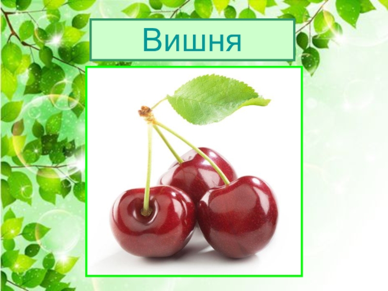 Вишня схема слова цветная