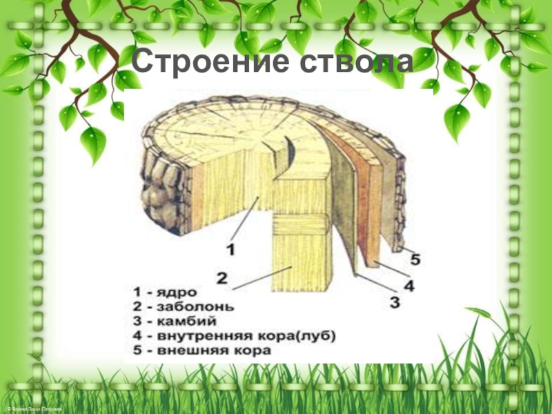 Строение ствола дерева рисунок