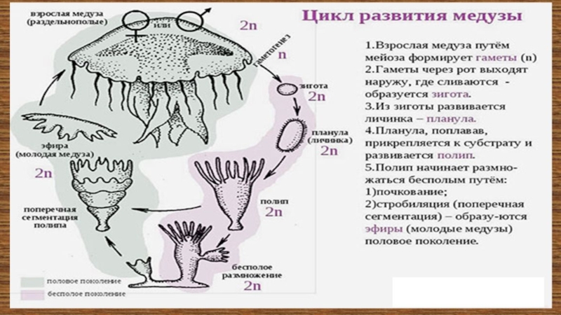 Стадия жизненного цикла медузы. Развитие у сцифоидных медуз жизненный цикл. Жизненный цикл сцифоидных медуз схема. Цикл развития сцифоидной медузы. Стадии развития сцифоидных медуз.