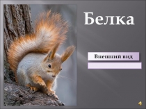 Презентация к уроку корреции по теме Белка.