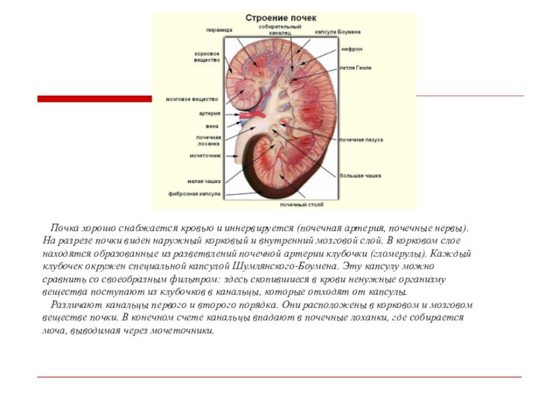 Тест по биологии 8 класс почки