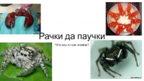 Проверочная работа Ракообразные и паукообразные