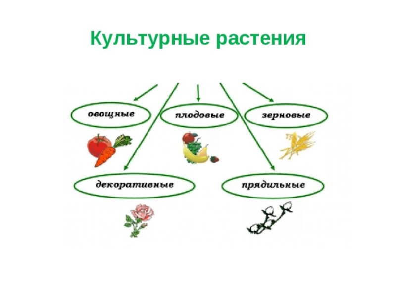 Классификация дикорастущих растений по группам схема технология 6 класс