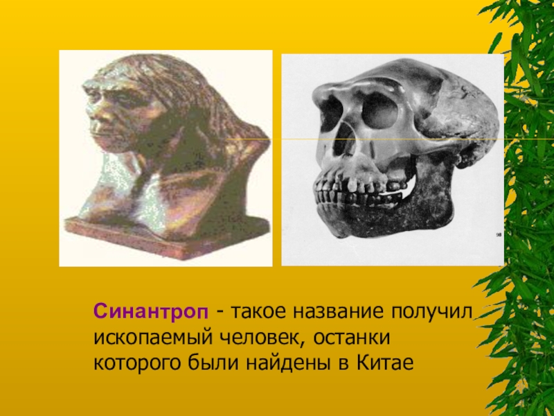 Питекантроп синантроп атлантроп. Исторический возраст синантропа. Ископаемый возраст синантропа. Синантроп был найден. Синантроп был найден.