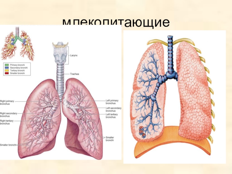 Дыхание млекопитающих схема