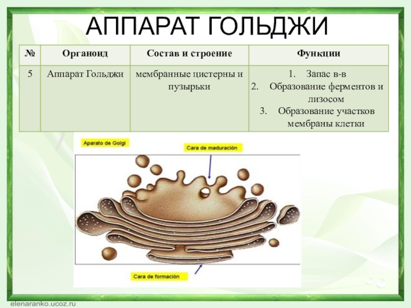 Комплекс гольджи картинка