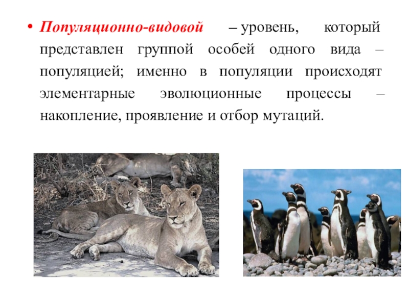 Популяционный уровень организации живой природы. Популяционно-видовой уровень организации. Популяционно видовой организации жизни. Популяционно-видовой уровень организации жизни. Популяционно видовой уровень жизни.