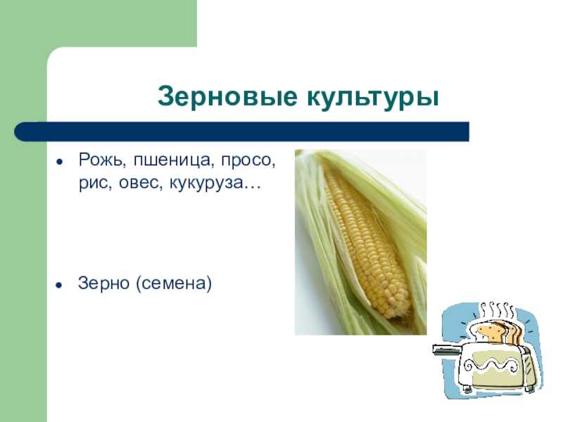 Пшеница просо овес словом. Зерновые культурные растения 2 класс. Рожь горох пшеница просо лишнее слово. Селекционеры зерновых культур пшеницы ржи овса кукурузы. Карточки рожь кукуруза овес по речевой практике.