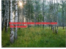 Презентация авторской программы элективного курса Лес и человек