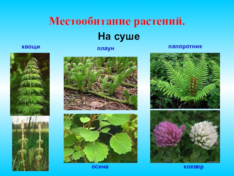 Обитание растений. Местообитание плауны хвощи папоротники. Растения на суше. Места обитания растений. Растения которые растут на суше.