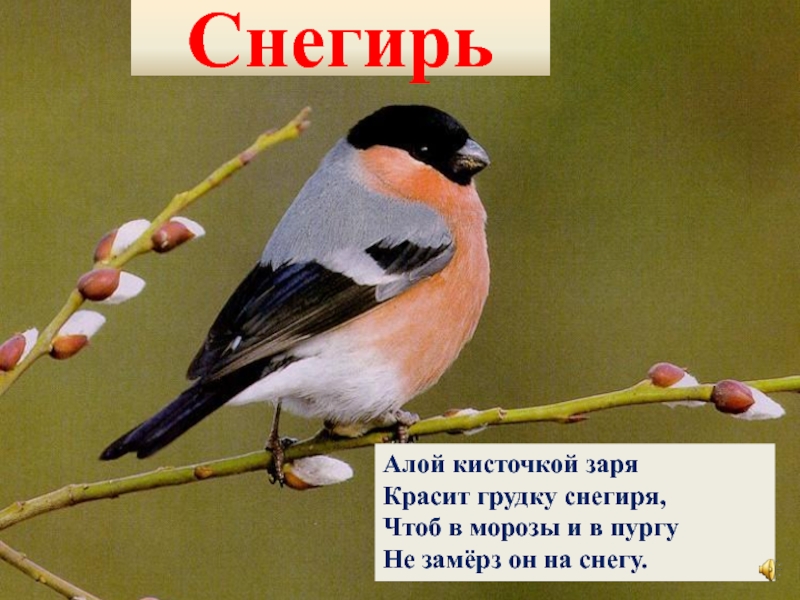 грудка алого снегиря. стих про снегиря для детей. стихотворение про снегиря для детей. мы зовемся снегири наши грудки цвет зари стих. стих про снегиря для детей.