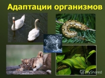Урок. Презентация. Адаптации организмов