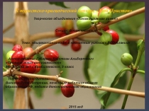 Презентация по биологии по теме Кофе