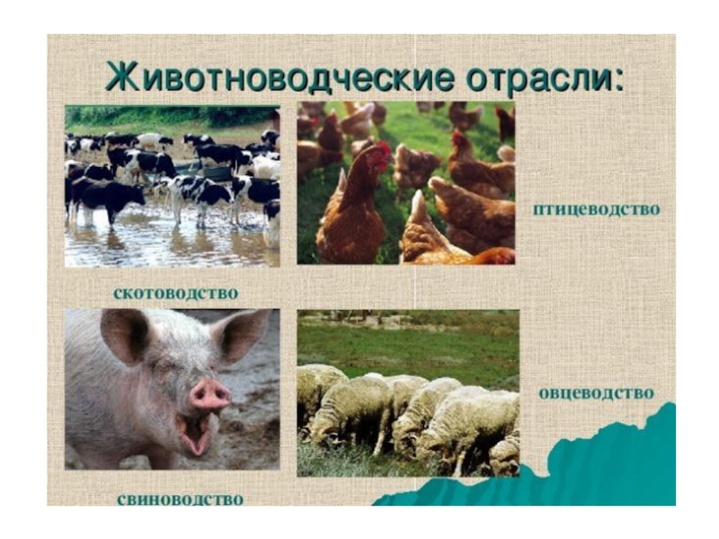 Для центральной россии характерно скотоводство. 4 Отрасли Белгородской области животноводство. Скотоводство, свиноводство, овцеводство и Птицеводство. Свиноводство отрасль животноводства. Скотоводство свиноводство овцеводство.