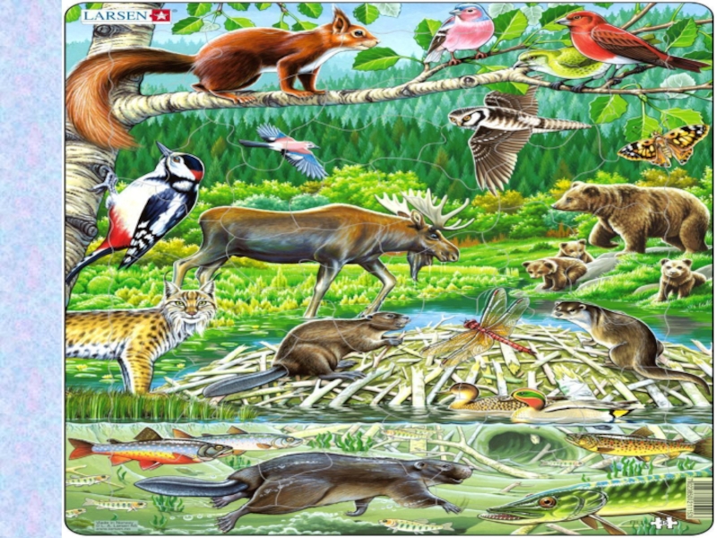 Живые организмы в горах. Рисунки на тему разнообразие живого. Разные организмы на одной картинке. Коллаж или рисунок на тему « разнообразие живого» 5 класс. Разнообразие живых организмов 5 класс коллаж.