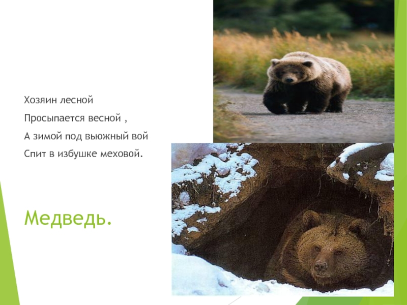 Когда просыпается медведь весной. Медведь просыпается весной. Медведь проснулся. Медведь весной. Хозяин Лесной просыпается весной.