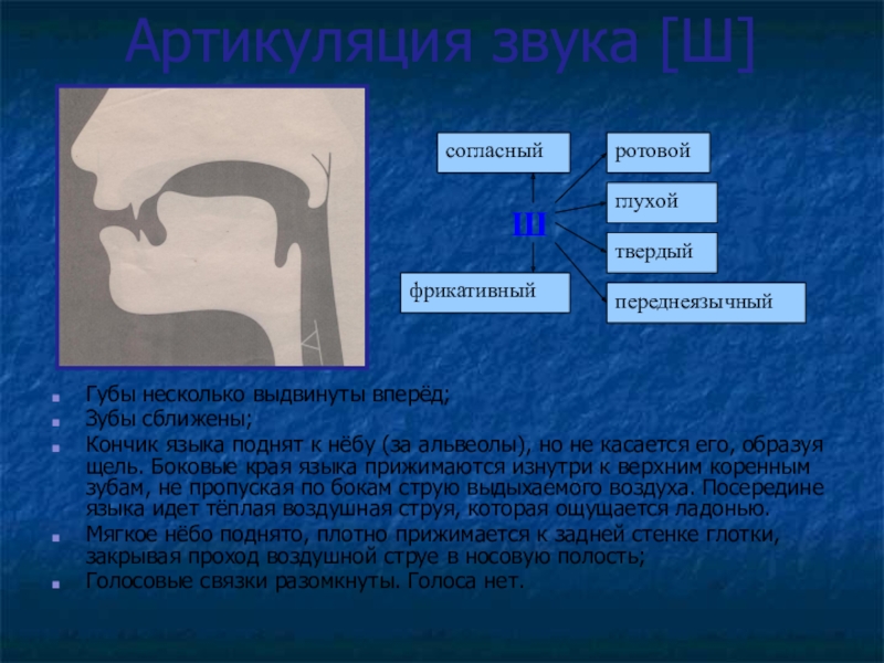 Нарушение артикуляции. Артикуляция звука ш. Артикуляция звука ж. Артикуляция при произнесении звука ж.