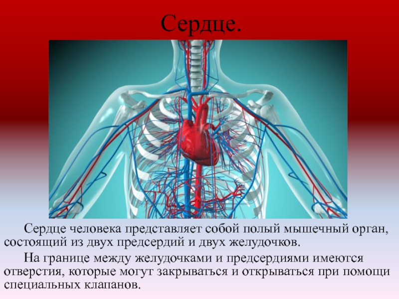 Сердце.	Сердце человека представляет собой полый мышечный орган, состоящий из двух предсердий и двух желудочков. 	На границе между