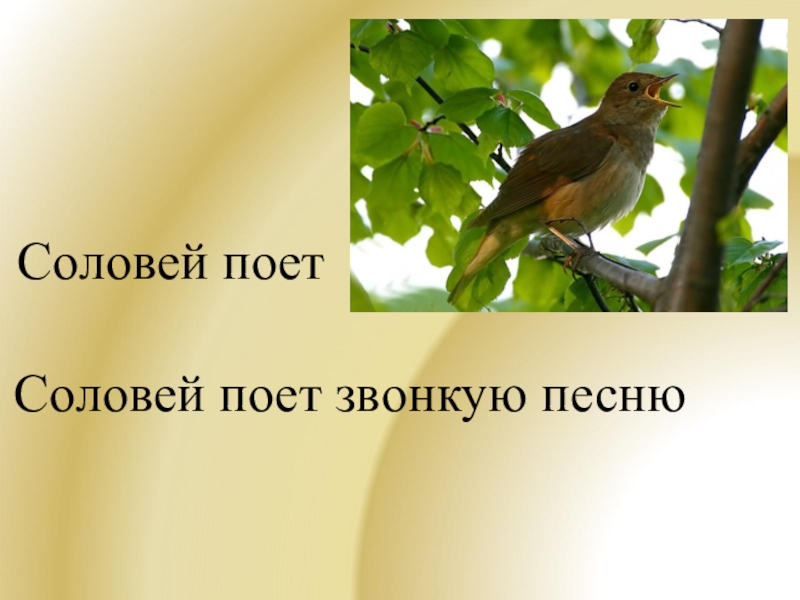 Соловей предложения. Предложение про соловья. Соловей не поет. Соловей поет предложение. Придумать предложение поет Соловей.