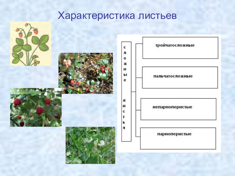 Особенности листа. Характеристика листьев. Характеристика листа клена биология 6 класс. Характер листа. Способ лист характеристики примеры.