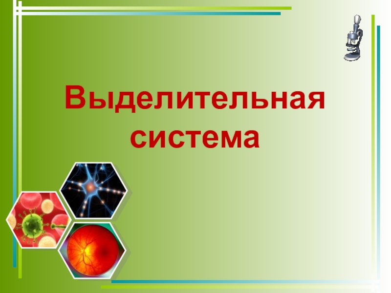 Презентация выделительная система 8 класс биология