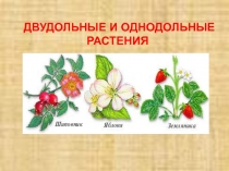 Двудольные и однодольные растения