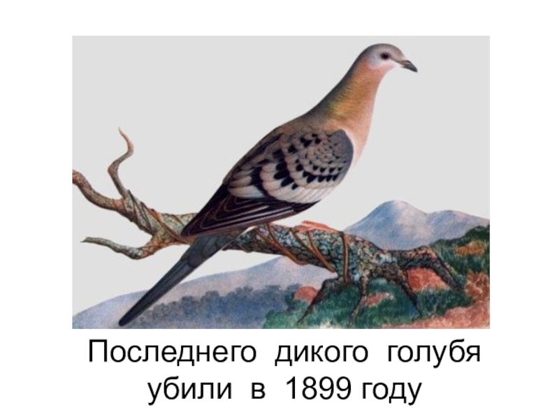 Последнего дикого голубя убили в 1899 году