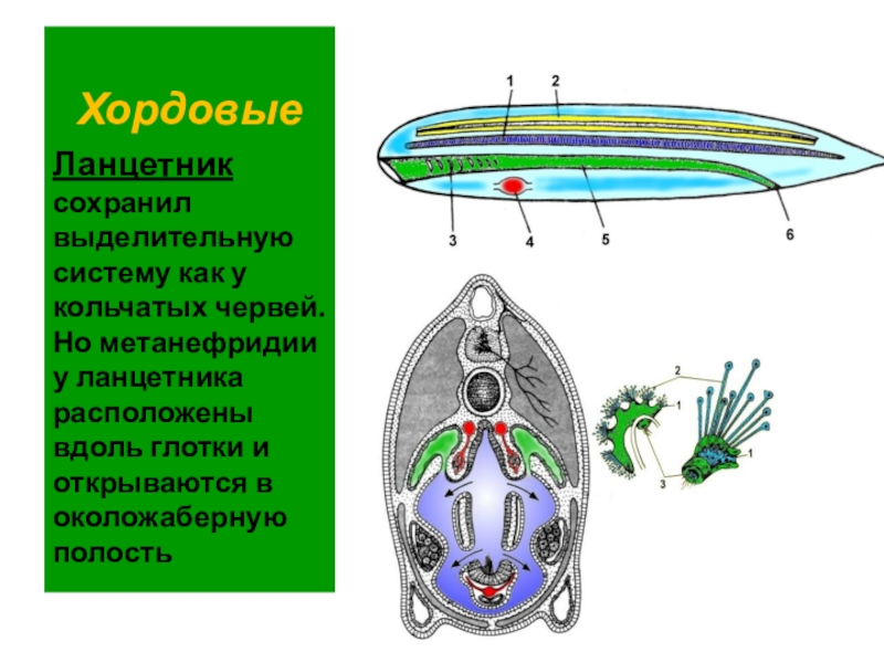 Нефридии ланцетника рисунок