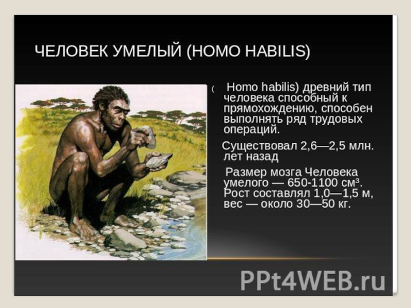 Объем мозга человека умелого. Человек умелый. Важнейшее занятие человека умелого. Размер мозга человека умелого. Человек умелый рост.