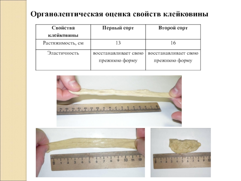 Упругость теста. Растяжимость клейковины над линейкой. Определение растяжимости клейковины. Характеристика сильной клейковины. Клейковина Растяжимость линейка.