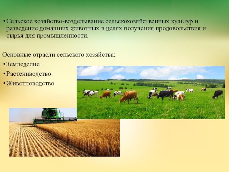 Реферат: Хранение и переработка сельскохозяйственной продукции