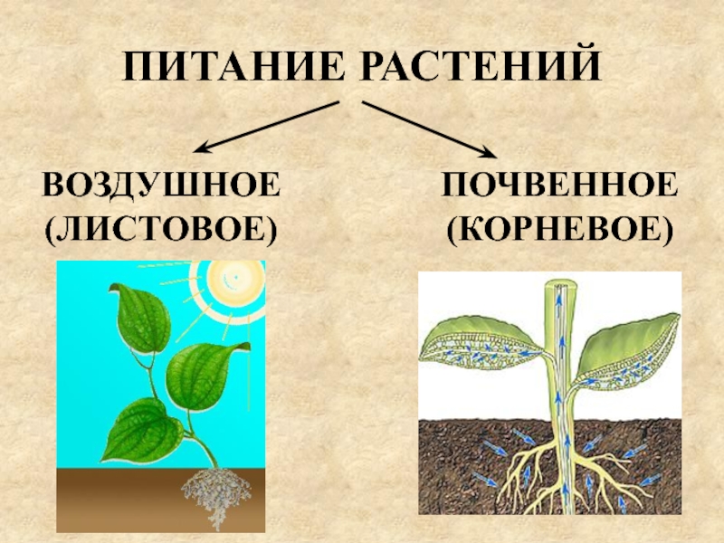 Воздушное питание корня. Питание растений. Воздушное и почвенное питание. Корневое питание растений. Почвенное питание растений.