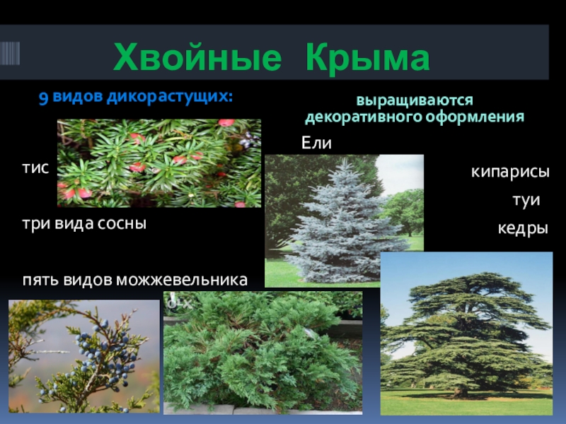Число хвойных. Хвойные Крыма. Дикорастущие хвойные деревья. Число видов хвойных. Хвойные в Крыму виды.