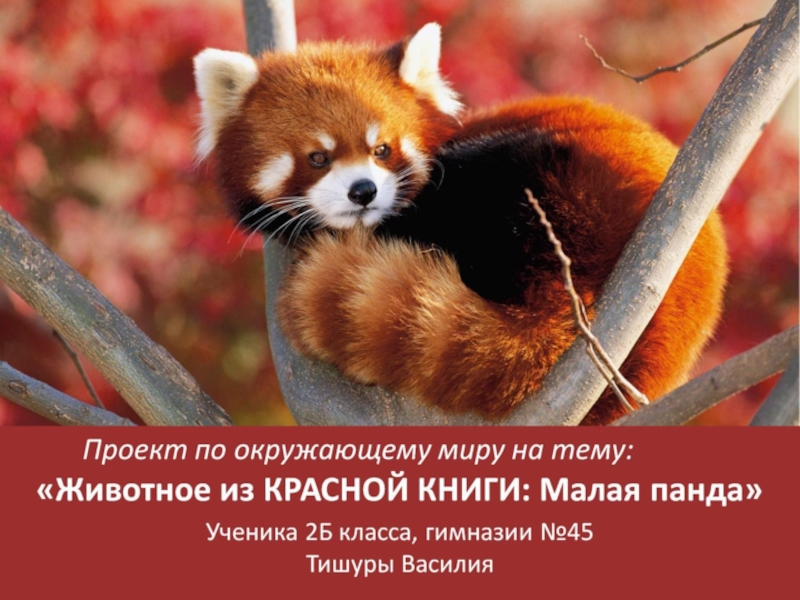 Презентация Презентация проекта по окружающему миру на тему: Животное из Красной книги: малая панда