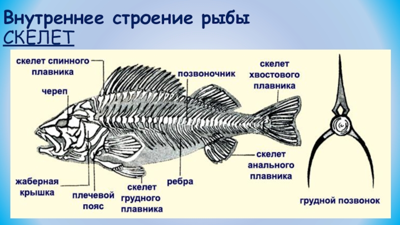 Назовите черты строения древней группы рыб. Скелет рыбы строение. Скелет костной рыбы. Строение костной рыбы окуня. Скелет костистой рыбы.