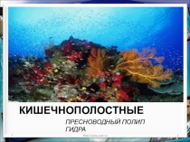 Презентация по биологии на тему Тип кишечнополостные. Пресноводный полип гидра