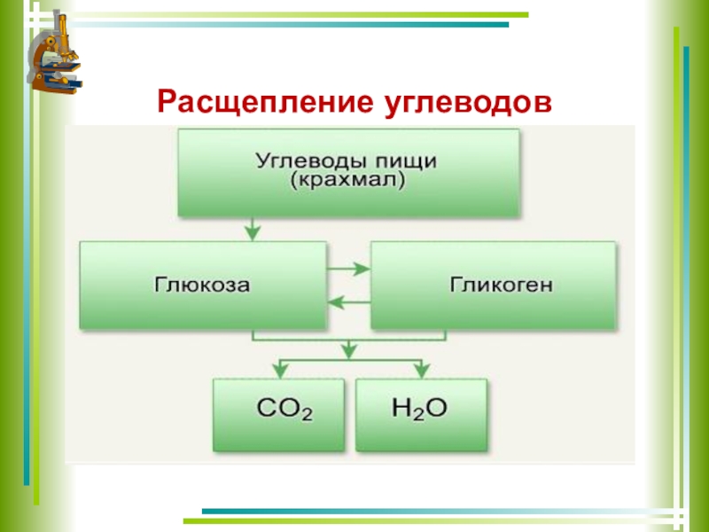 Конечный распад углеводов. Схема процесса расщепления углеводов. Сложные углеводы расщепляются на. Разложение углеводов. Расщепление углеводов в ротовой полости.