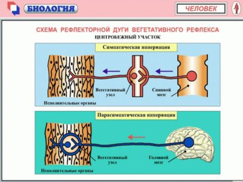 Схема вегетативного рефлекса