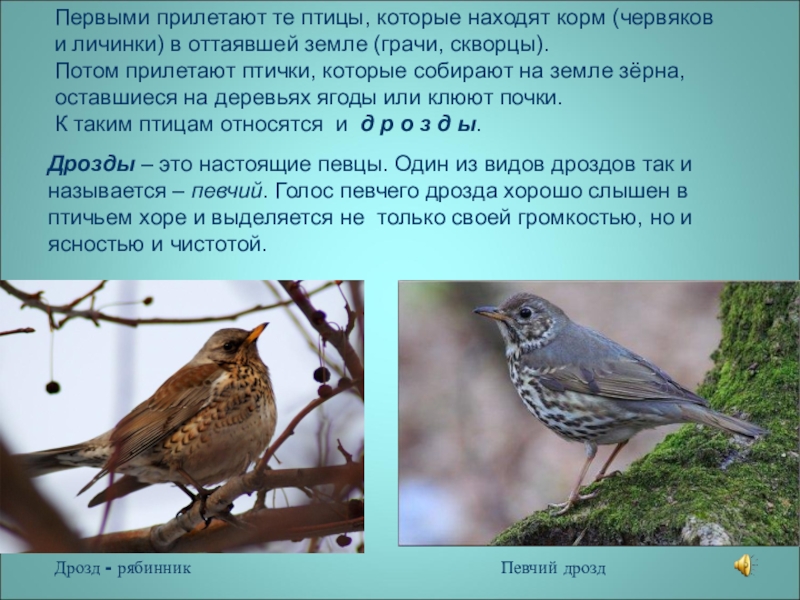 Дрозды на урале фото птицы описание