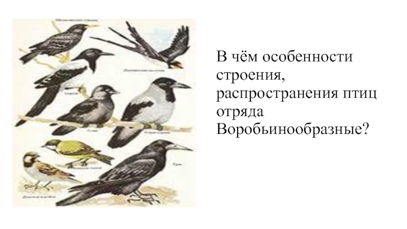 Воробьинообразные птицы таблица. Отряд Воробьинообразные характерные признаки. Воробьинообразные птицы особенности строения. Отряд Воробьинообразные особенности строения. Характеристика отряда Воробьинообразные.