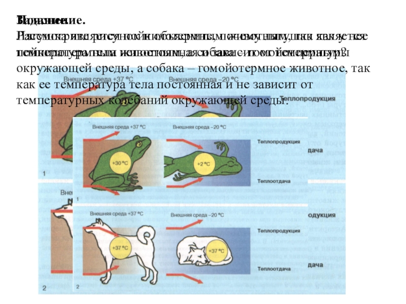 Задание.Рассмотрите рисунок и объясните, почему лягушка является пойкилотермным животным, а собака – гомойотермным?Пояснение.Лягушка является пойкилотермным животным, так