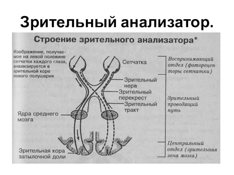 Общая схема зрительного анализатора