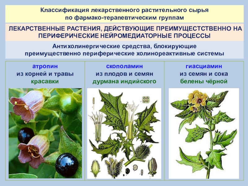 Программа по идентификации растений по фото