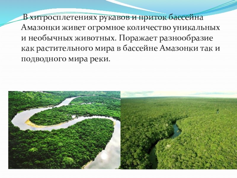 Зависимость характера течения реки от рельефа амазонки