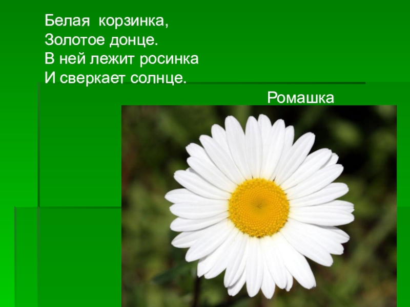 Ромашка предложение. Белая Ромашка золотое Донце. Белая корзинка золотое Донце в ней лежит Росинка и сверкает солнце. Белая корзинка золотое Донце. Белая корзинка золотое дне.