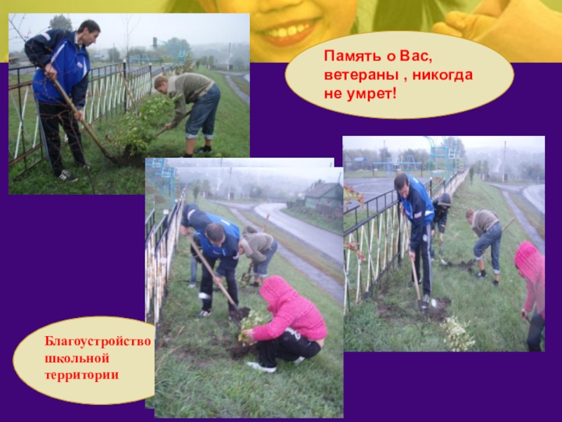 Посадили дерево победы. Благоустройство школьной территории. Безопасное передвижение по школьной территории. Работники сажают деревья.