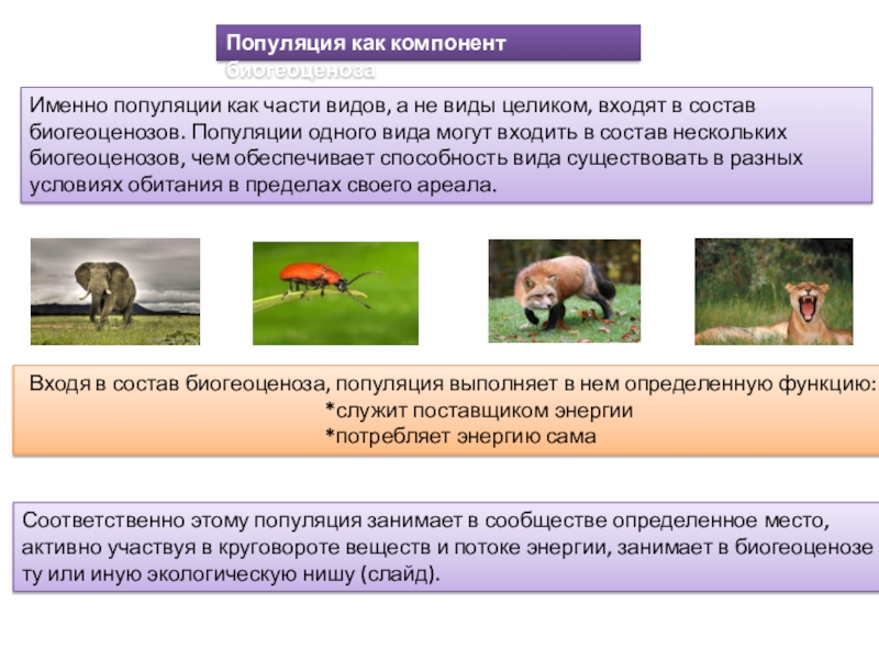 Презентация по теме популяция