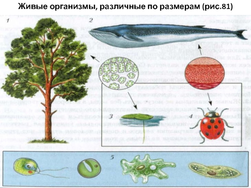 Нарисовать живой организм. Живые организмы. Живые организмы по размеру. Размеры живых организмов. Разнообразные организмы.