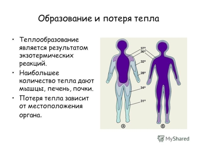 Образование тепла. Теплообразование. Образование тепла в организме процессы. Образование тепла в организме происходит в результате. Теплообразование это биология.