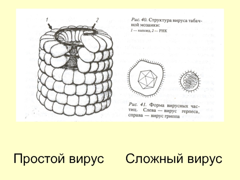 Вирус рисунок по биологии